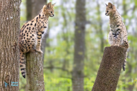 Serval. Captivité.