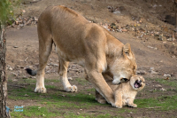 Lionne et jeunes nés en 2020. Captivité.