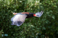 Aigle bateleur