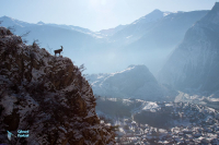 Bouquetin des Alpes.