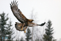 Aigle royal.
