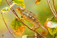 Caméléon panthère.