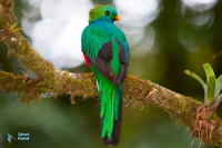Quetzal resplendissant.
