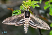 Sphinx du troéne. Sphinx ligustri