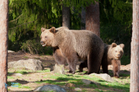 Ours brun.