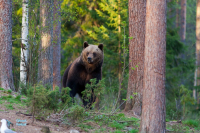 Ours brun.
