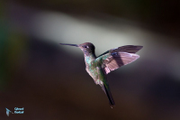 Colibri de Rivoli.