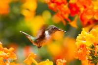 Colibri scintillant.