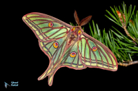 Isabelle. Actias isabellae. mâle.