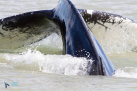 Baleine à bosse.