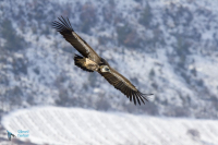 Vautour fauve.