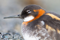 Phalarope à bec étroit.