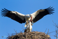 Cigogne blanche.