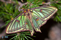 Isabelle. Actias isabellae. Femelle.