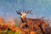 Cerf élaphe.