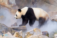 Panda géant. Captivité.
