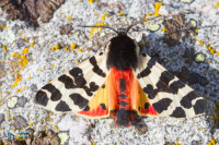 Ecaille fasciée. Arctia fasciata.