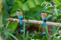 Motmot à sourcil bleu