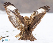 Buse variable
