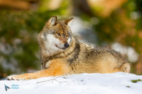 Loup Gris. Captivité.