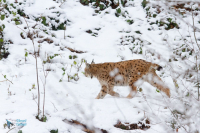 Lynx boréal.  captivité.