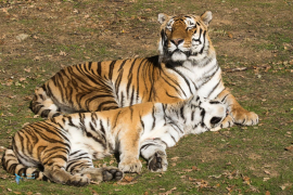 Tigre de Sibérie.