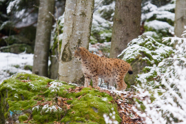 Lynx boréal. Captivité.