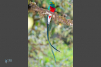 Quetzal resplendissant.