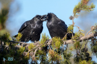 Grand Corbeau,
