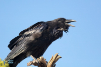 Grand Corbeau,