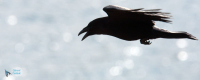 Grand Corbeau,