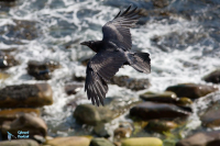 Grand Corbeau,