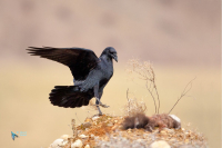 Grand Corbeau,