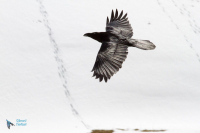Grand Corbeau,