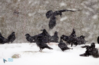 Grand Corbeau,