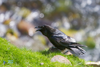 Grand Corbeau,