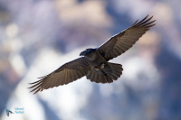 Grand Corbeau,