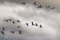 Grues cendrées