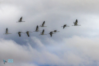 Grues cendrées