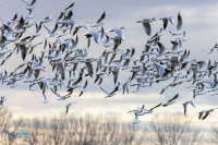 Mouettes rieuses