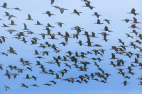Ibis falcinelle