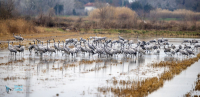 Grues cendrées