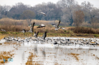 Grues cendrées