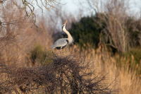 Héron cendré au Pont de Gau
