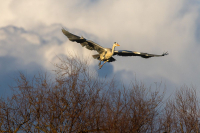 Héron cendré au Pont de Gau