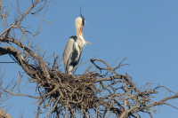 Héron cendré au Pont de Gau