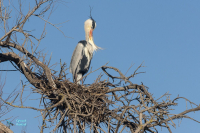 Héron cendré au Pont de Gau