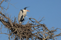 Héron cendré au Pont de Gau