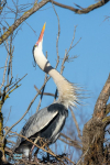Héron cendré au Pont de Gau