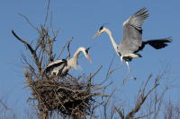 Héron cendré au Pont de Gau